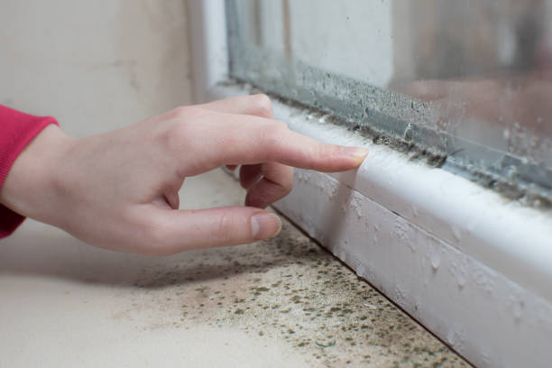 Best Environmental Consulting for Mold Prevention  in England, AR