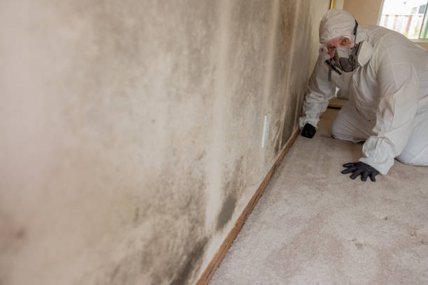 Best Mold Remediation for Healthcare Facilities  in England, AR